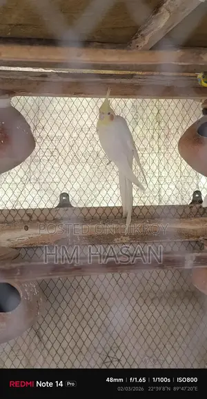 - ককাটেল পাখি