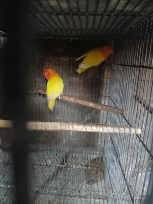 ডিম বাচ্চা সহ লাভ বার্ড