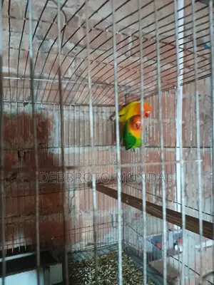 ডিম বাচ্চা সহ লাভ বার্ড