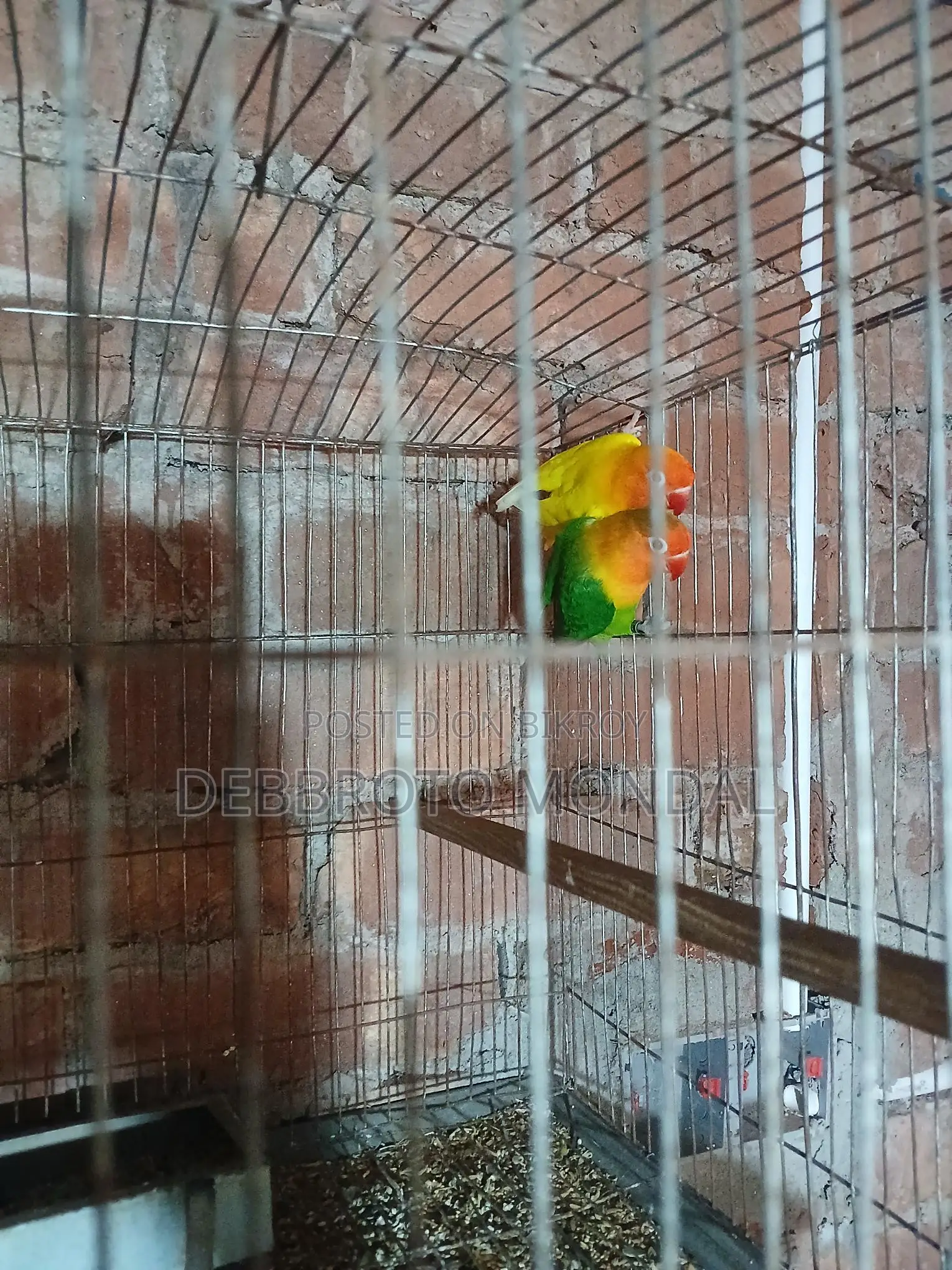 ডিম বাচ্চা সহ লাভ বার্ড