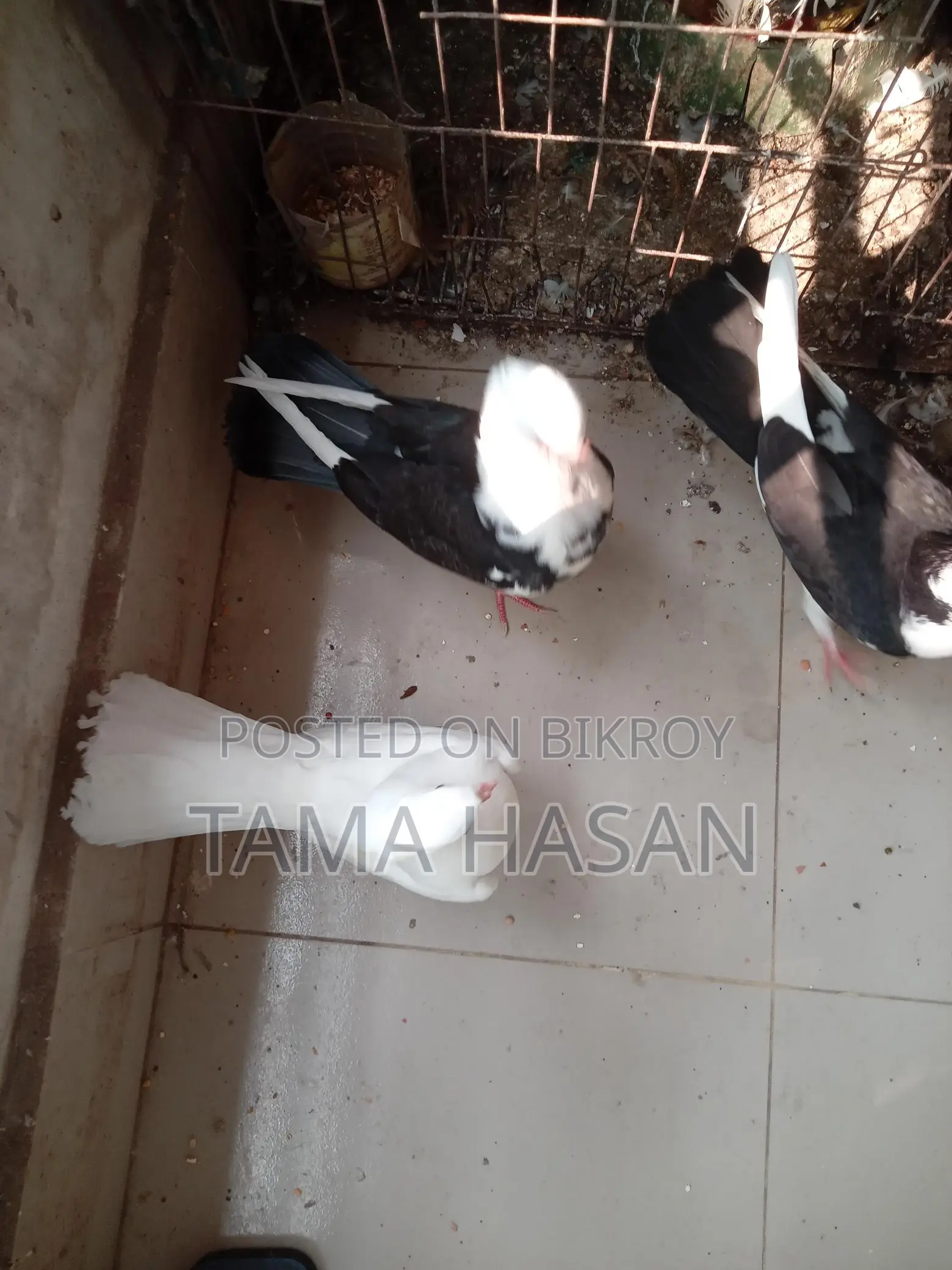 3 Pigeons