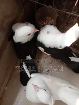 3 Pigeons