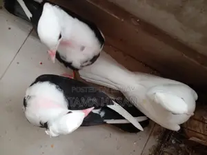 3 Pigeons