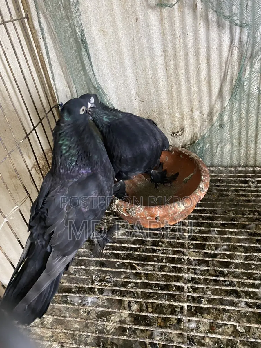Bird For Sell