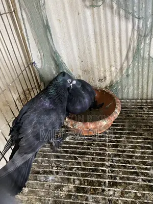 Bird For Sell
