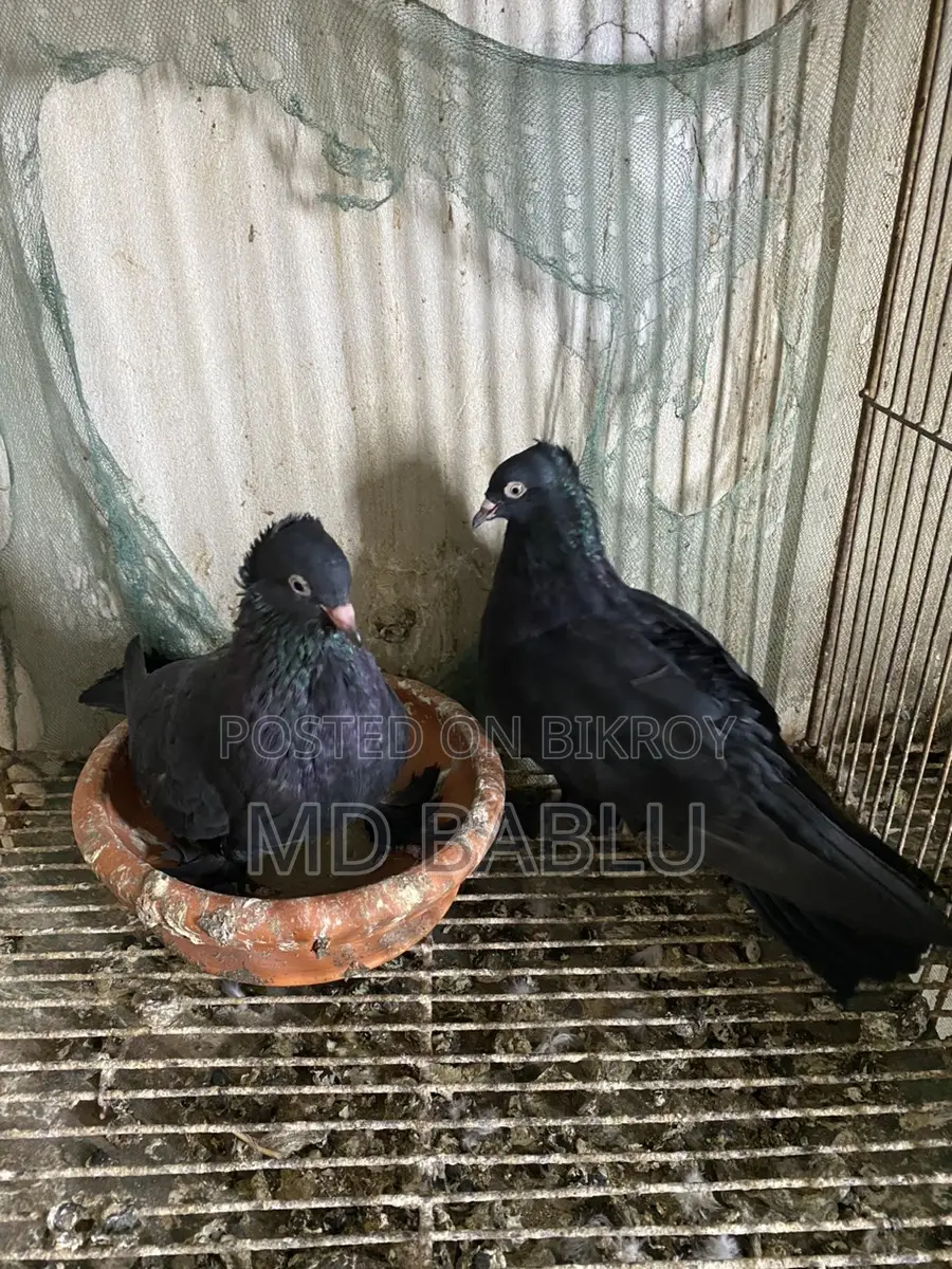 Bird For Sell