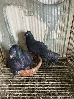 Bird For Sell