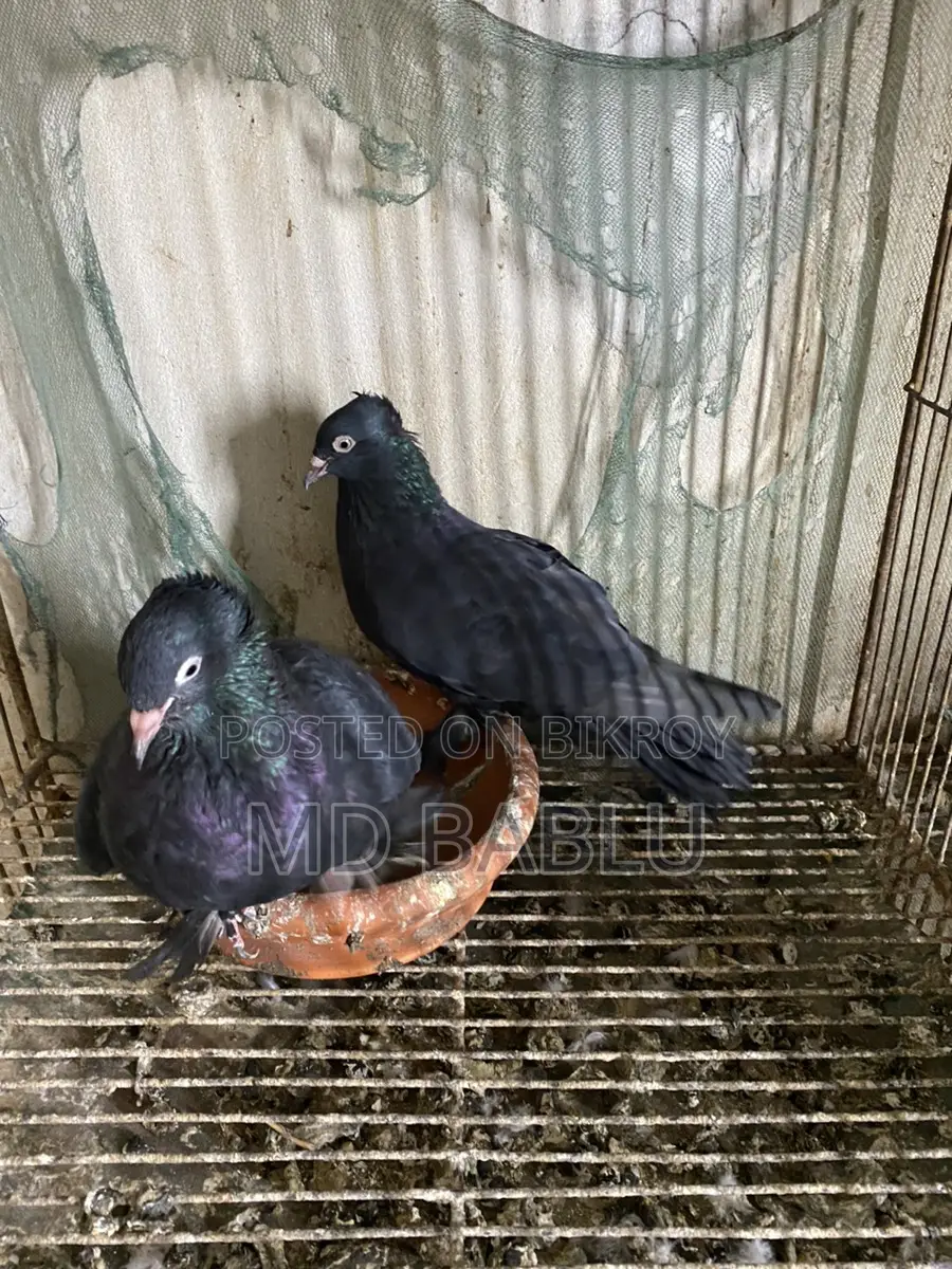Bird For Sell
