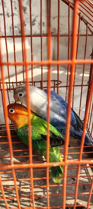 লাভ বার্ড