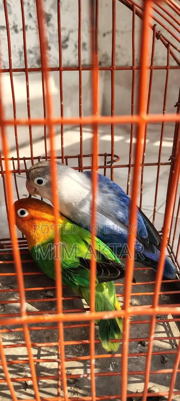 লাভ বার্ড
