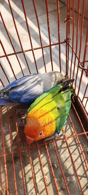 লাভ বার্ড