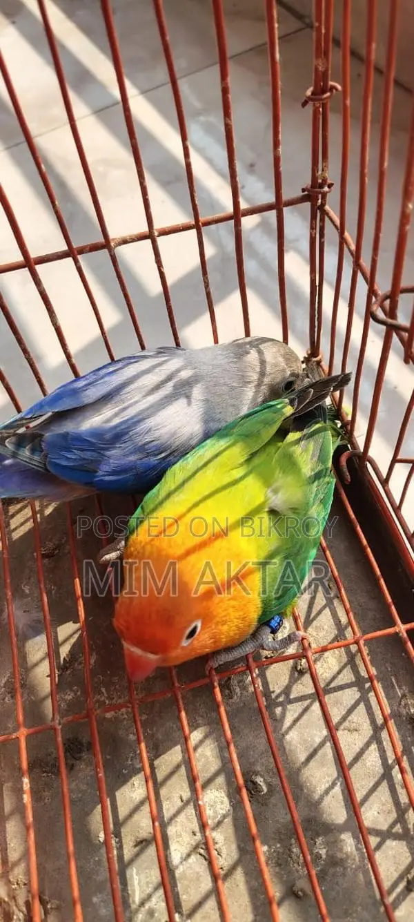 লাভ বার্ড