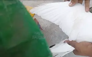 Pure Galal Pigeons