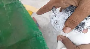 Pure Galal Pigeons