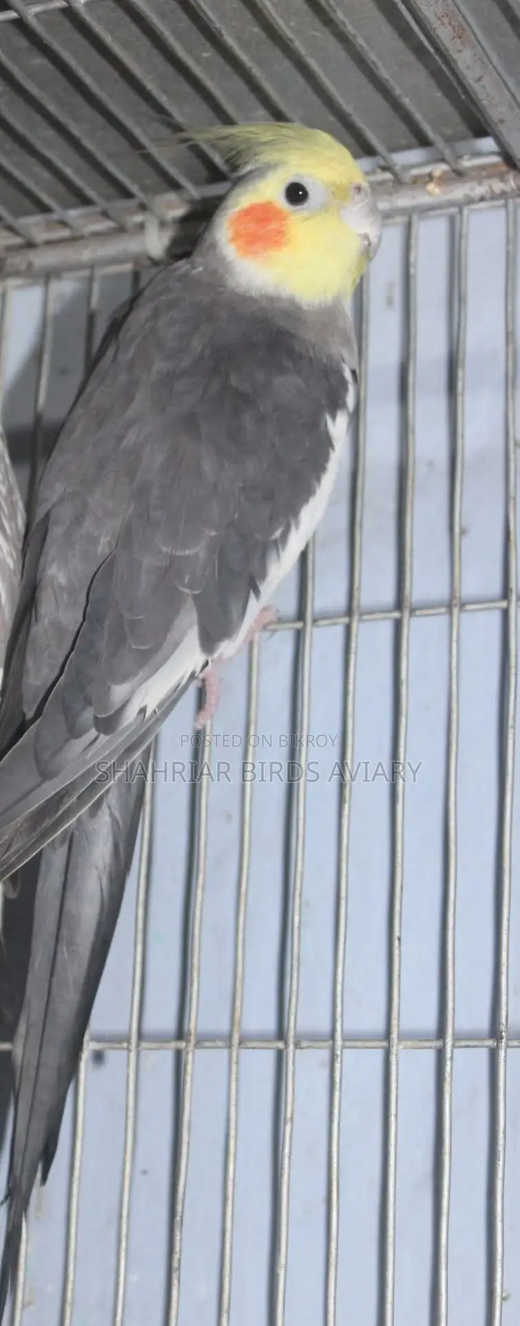 Grey Cockatiel Male