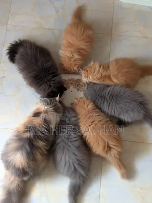 Pure Breed Persian