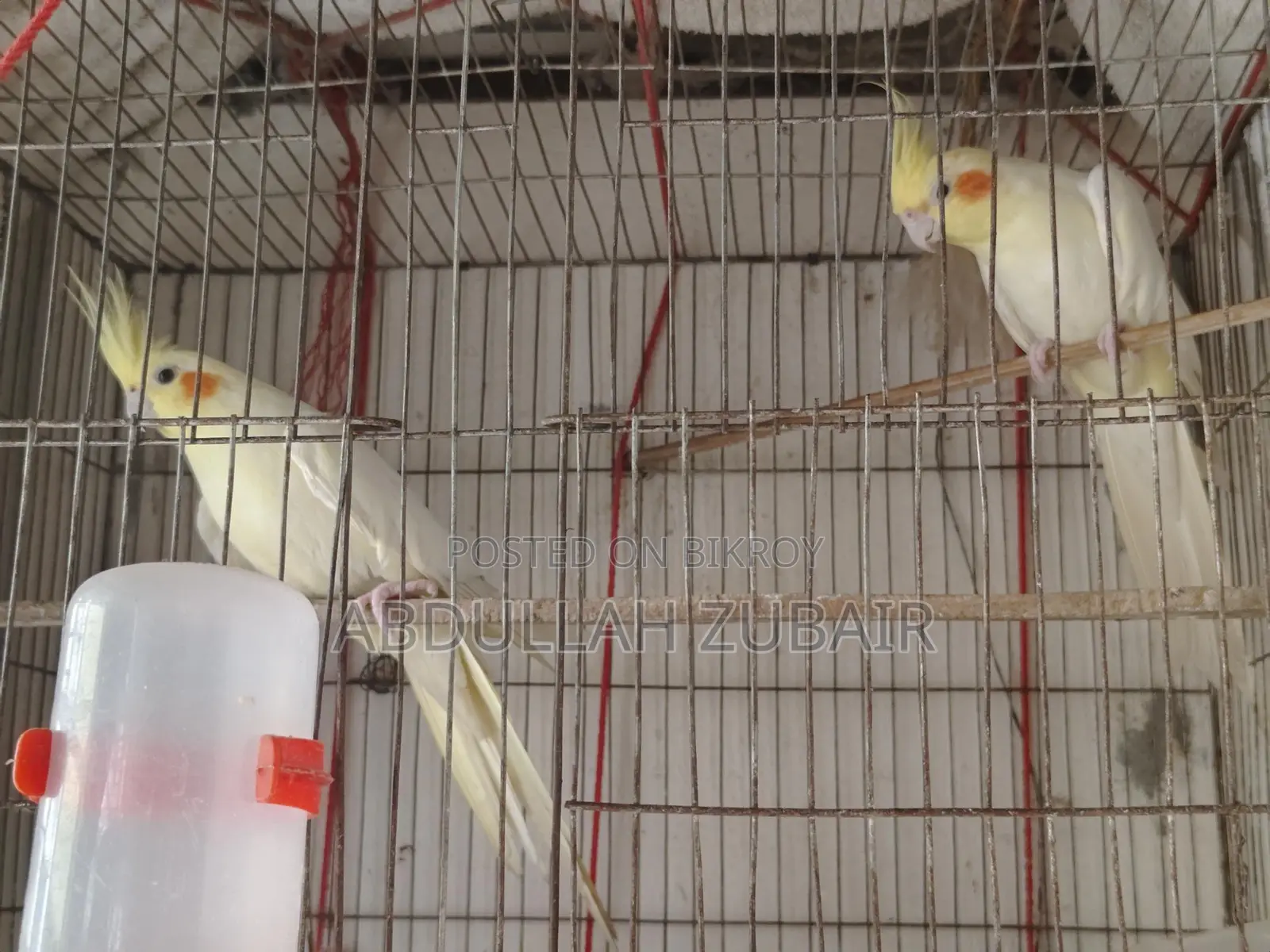 Cockatiel Birds