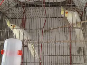 Cockatiel Birds
