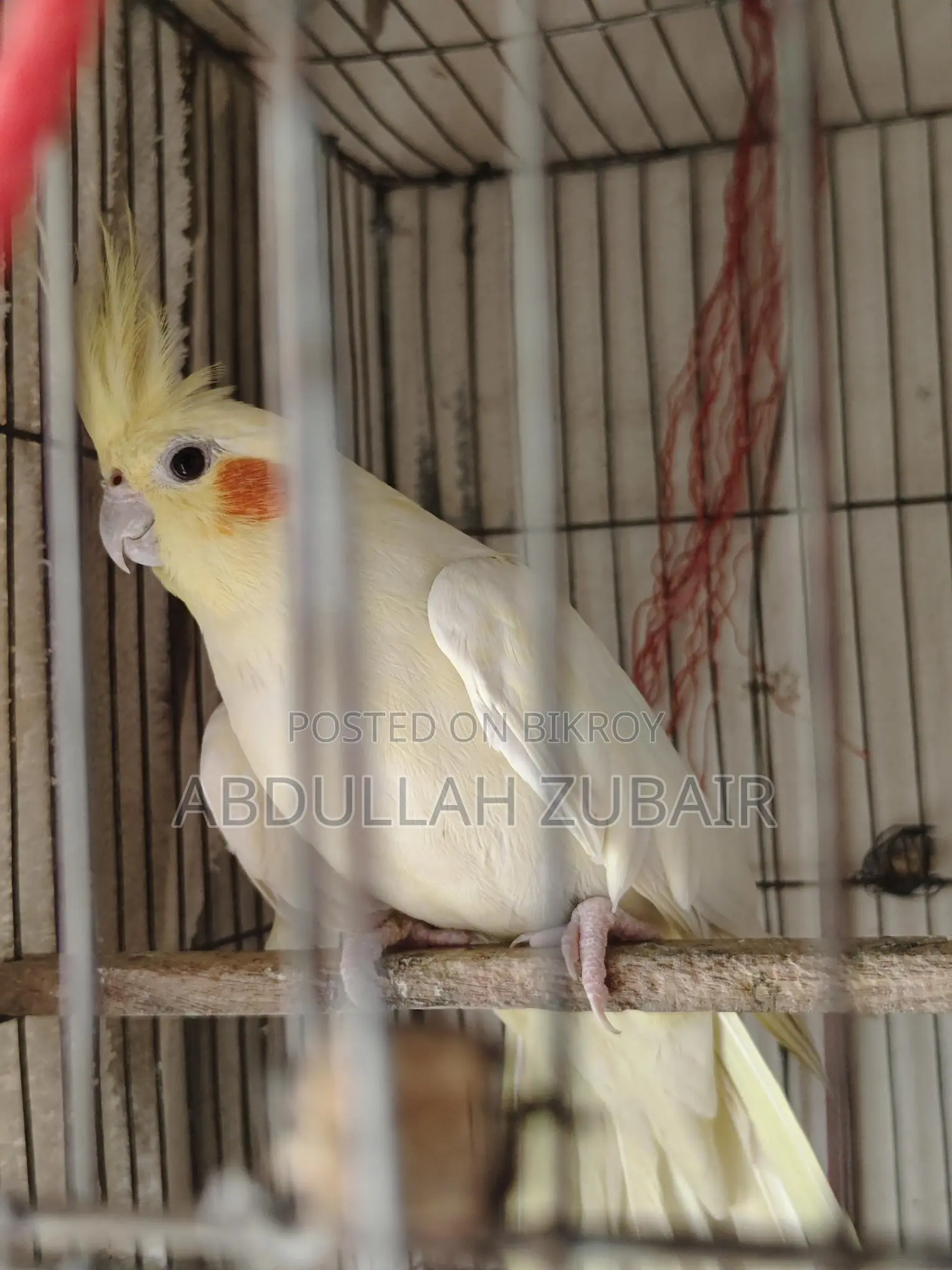 Cockatiel Birds