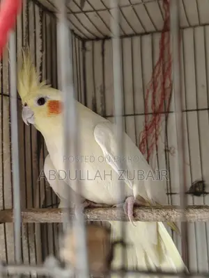 Cockatiel Birds