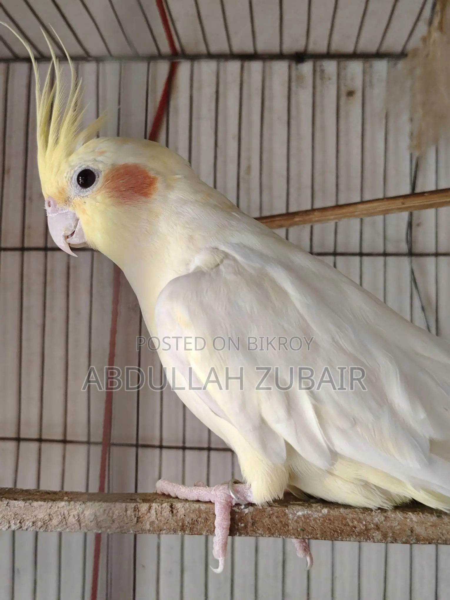 Cockatiel Birds