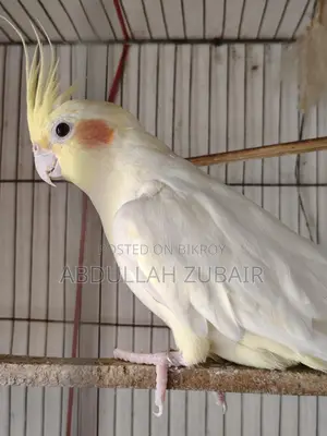 Cockatiel Birds
