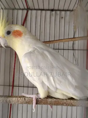 Cockatiel Birds