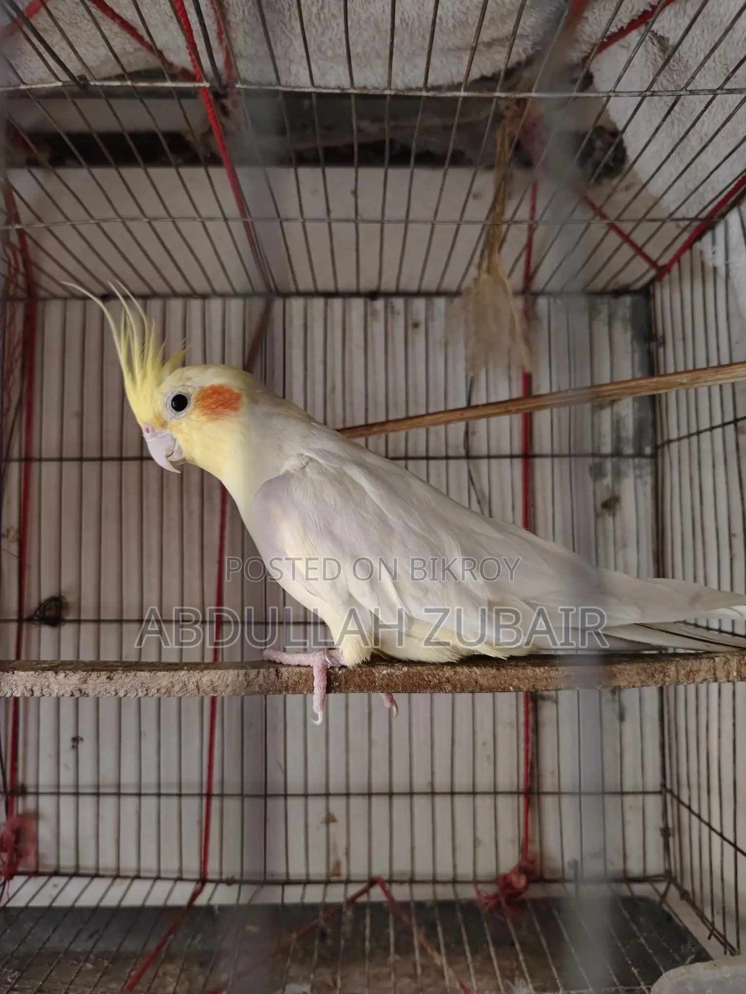 Cockatiel Birds
