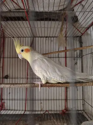 Cockatiel Birds