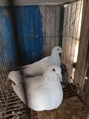 White Racer Baby, Red Checker Female, Sabji Male