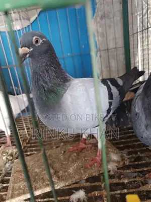 White Racer Baby, Red Checker Female, Sabji Male