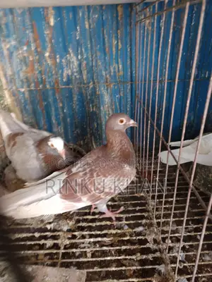 White Racer Baby, Red Checker Female, Sabji Male