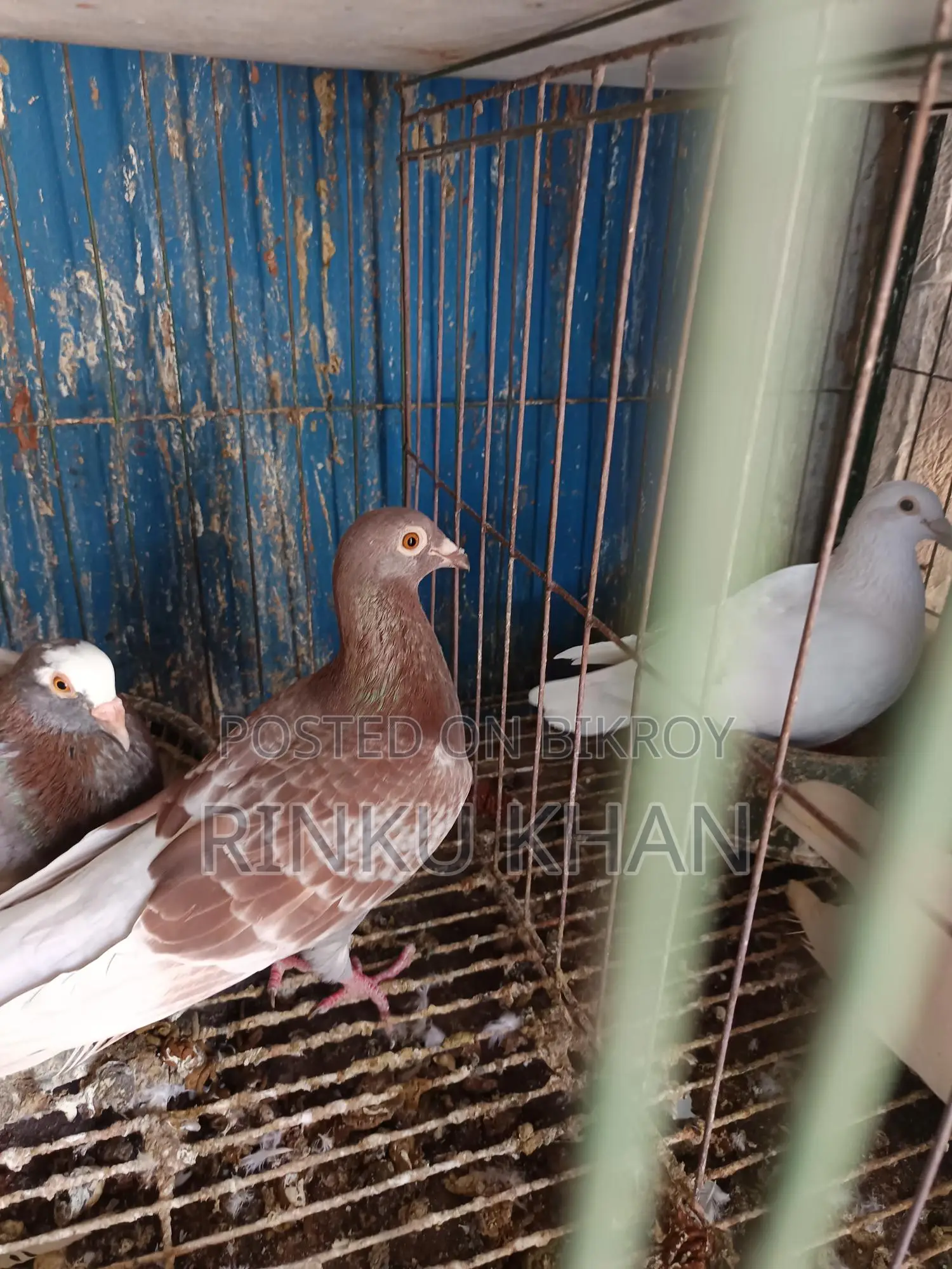 White Racer Baby, Red Checker Female, Sabji Male
