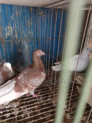 White Racer Baby, Red Checker Female, Sabji Male