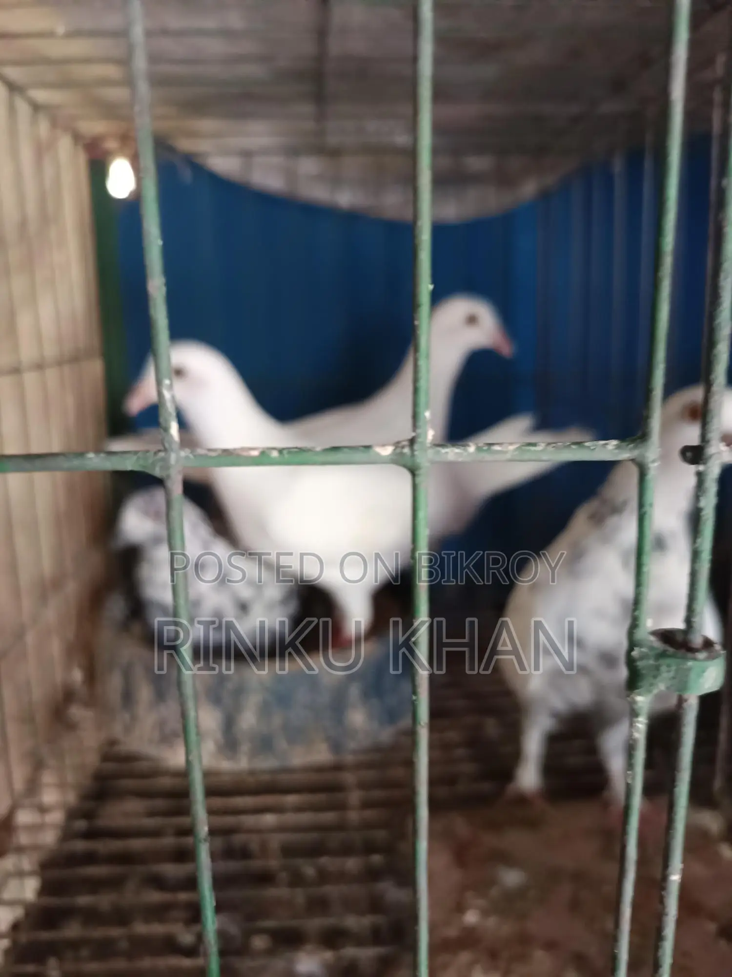 White Racer Baby, Red Checker Female, Sabji Male