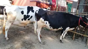 ১০৭৬ নং ২টি গাভী গরু কিনুন ভালো জাতের।