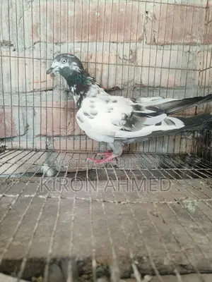 টেডি মাদি