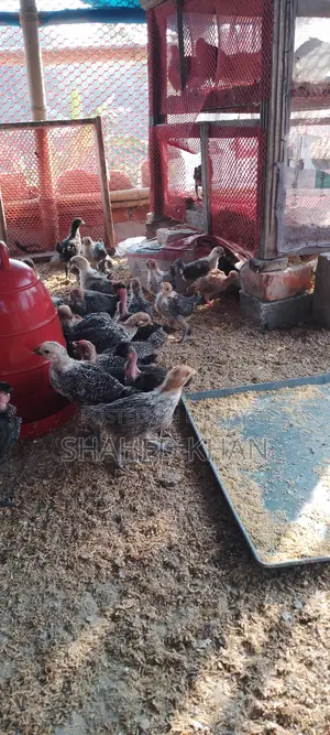 Fayoumi Chicken Chicks for Sale