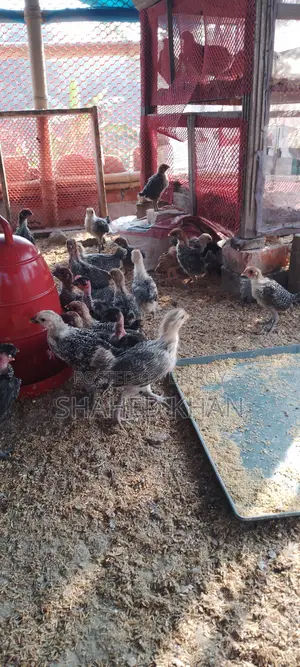 Fayoumi Chicken Chicks for Sale
