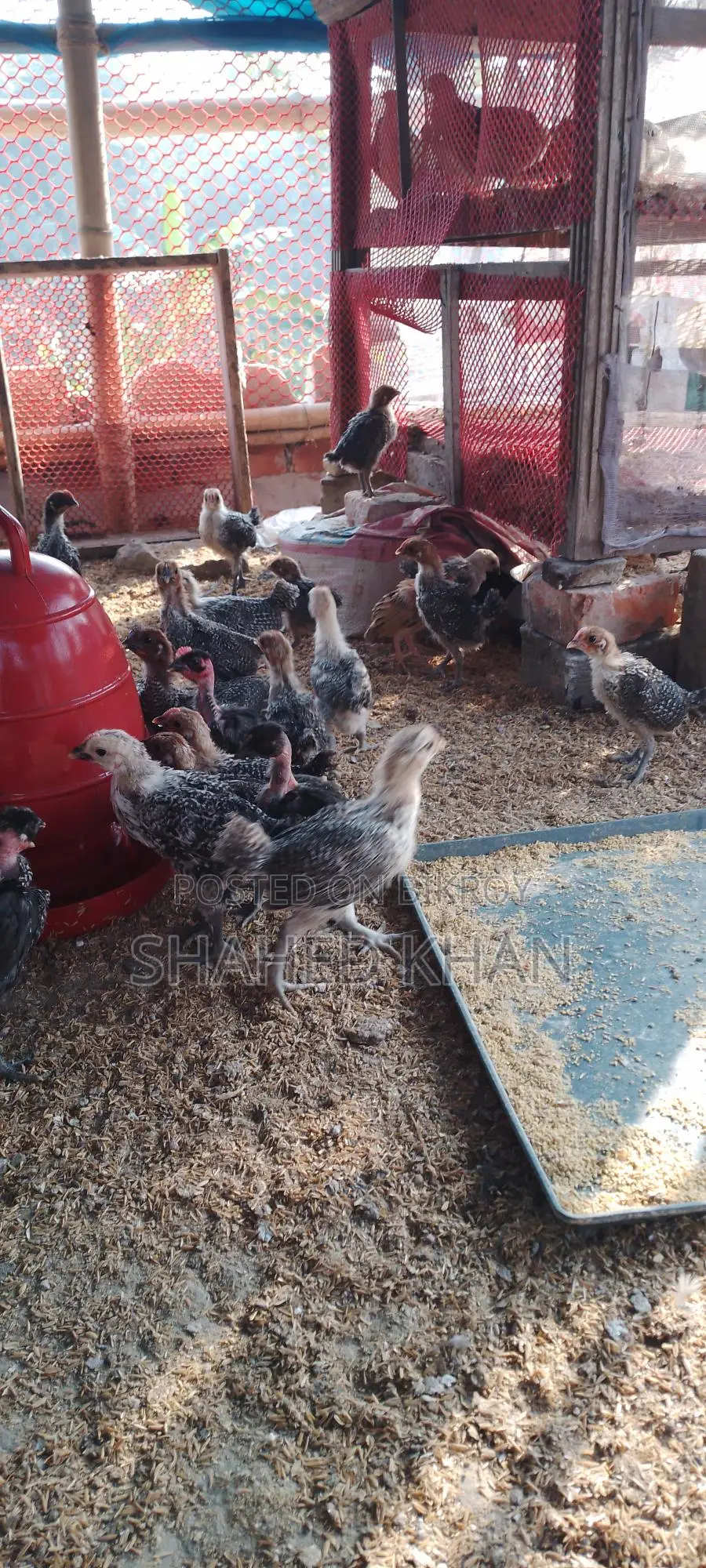 Fayoumi Chicken Chicks for Sale