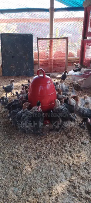 Fayoumi Chicken Chicks for Sale