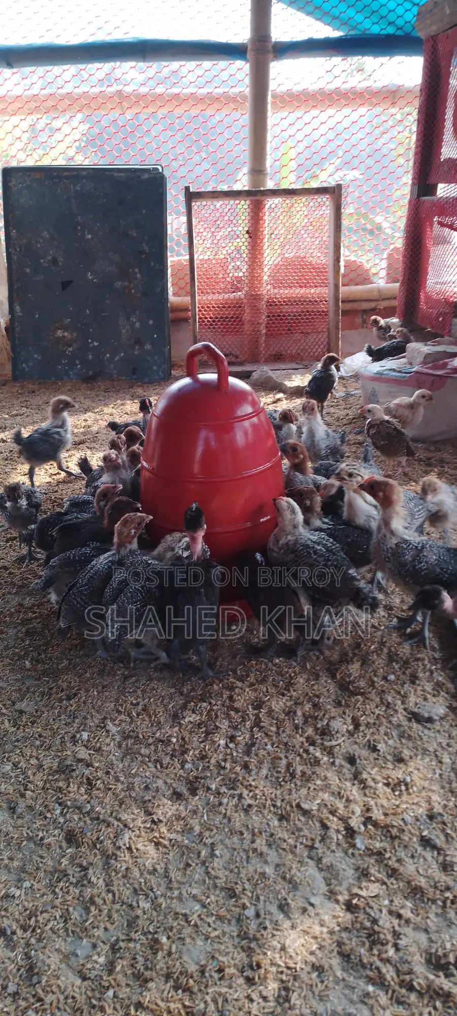 Fayoumi Chicken Chicks for Sale