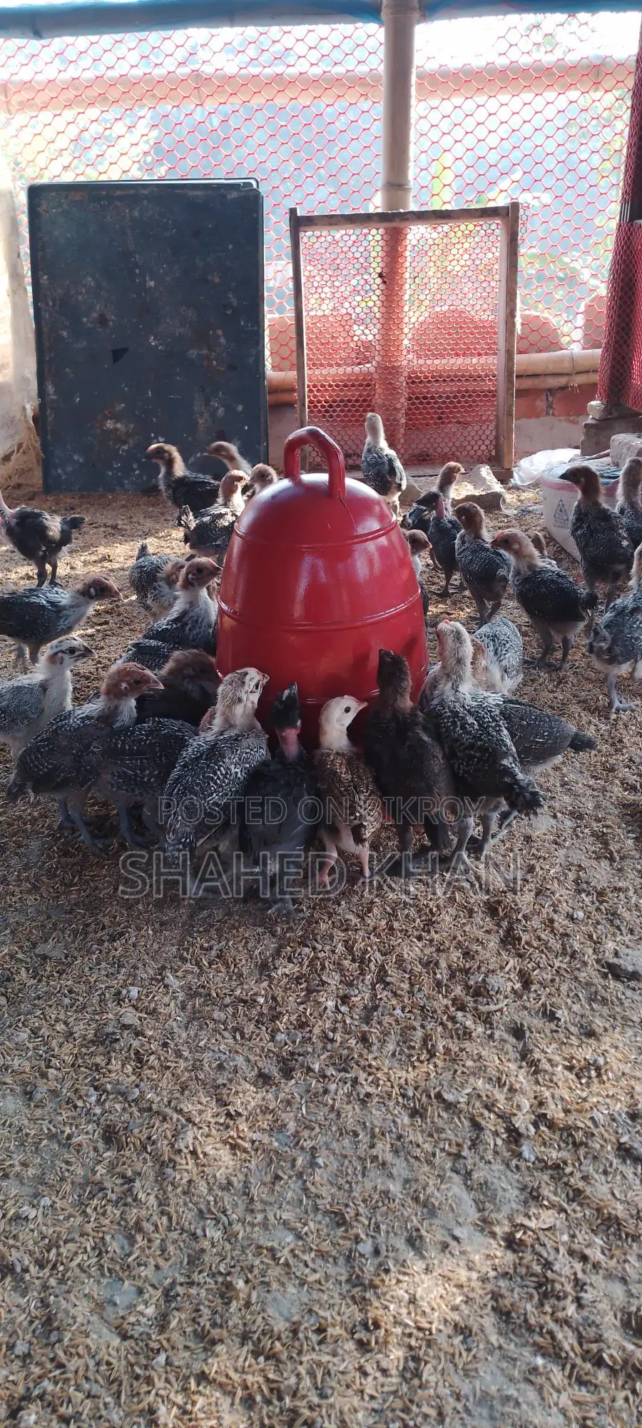 Fayoumi Chicken Chicks for Sale