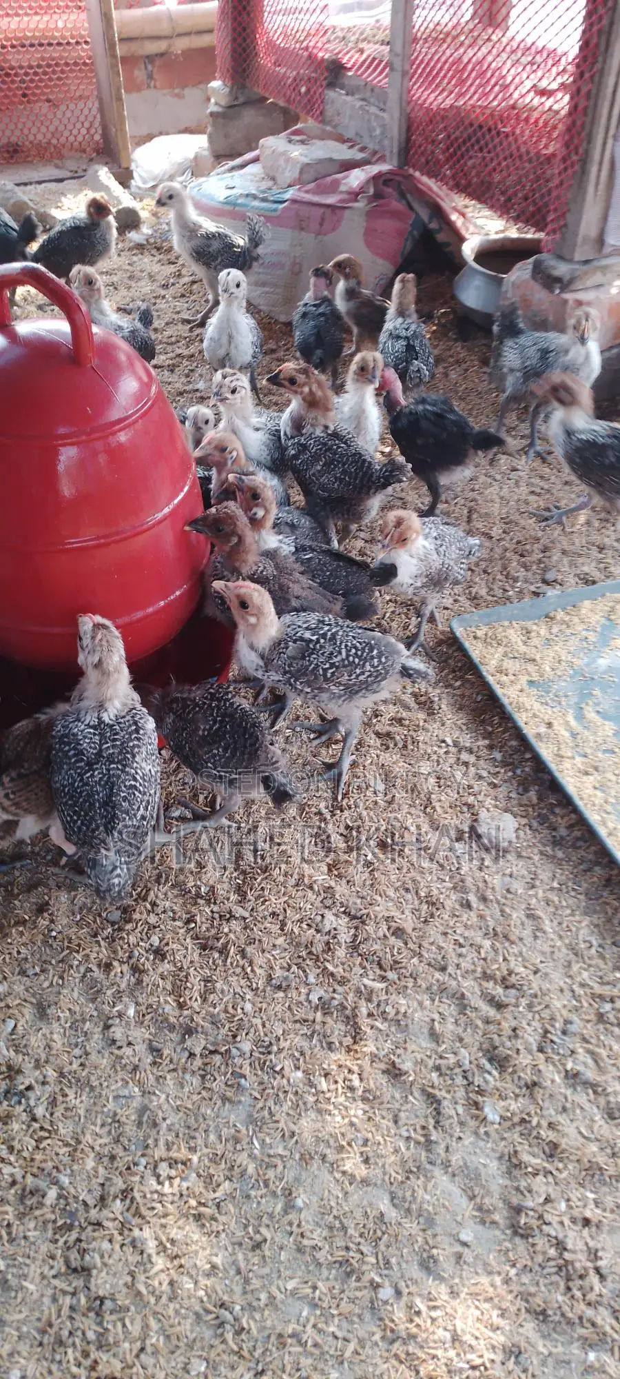 Fayoumi Chicken Chicks for Sale
