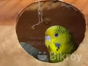 মাস্টার পেয়ার বাজরিগার সেল হবে