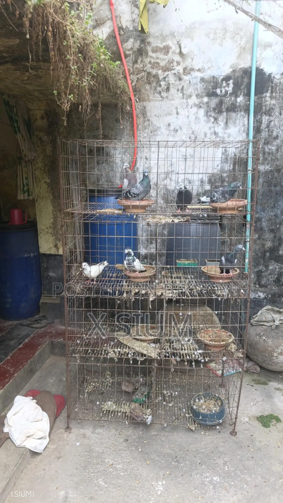 Pigeon Cage