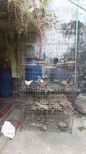 Pigeon Cage