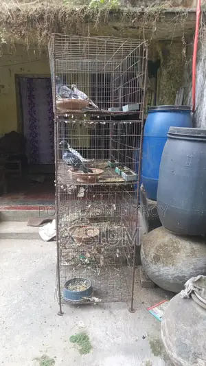 Pigeon Cage
