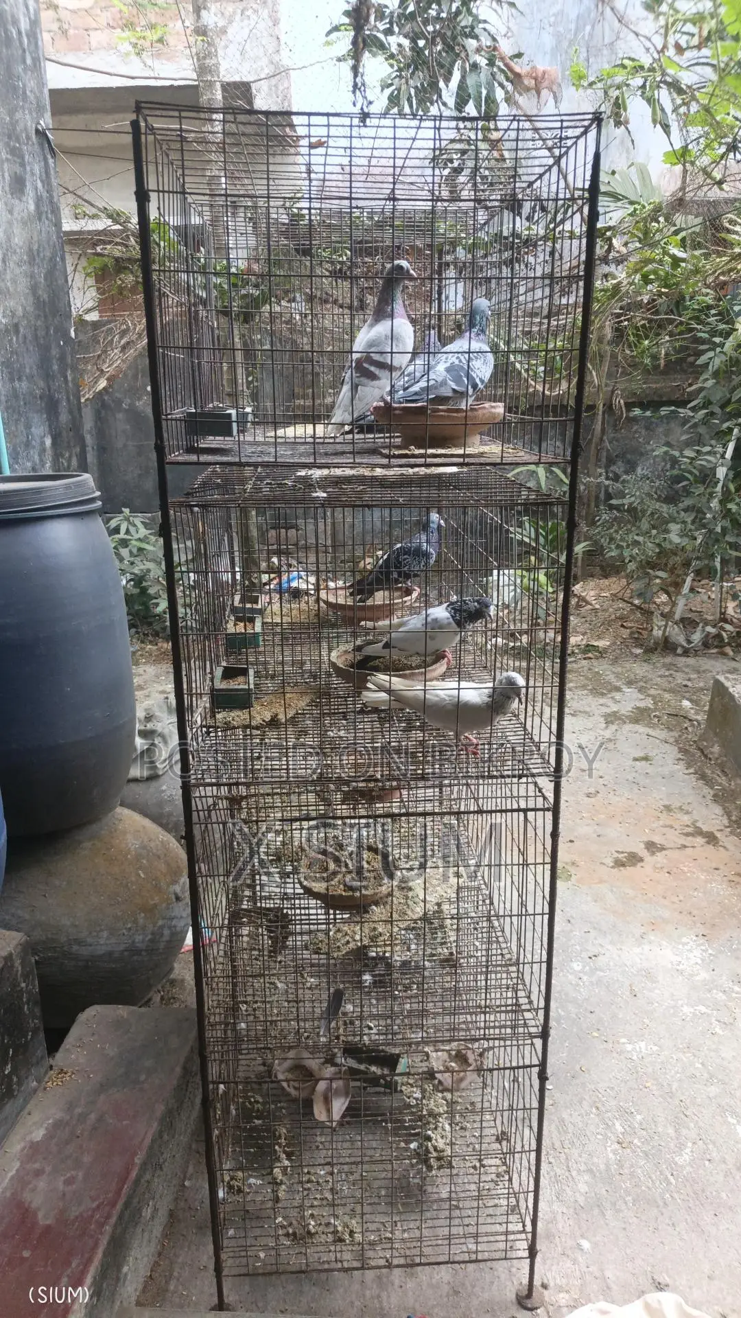 Pigeon Cage