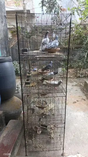Pigeon Cage